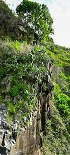 Plants: image 101 Of 208 Thumb